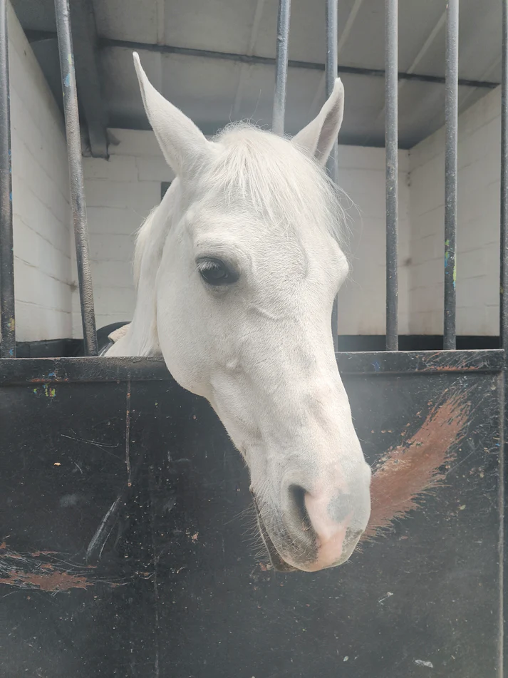 white pearl white pearl