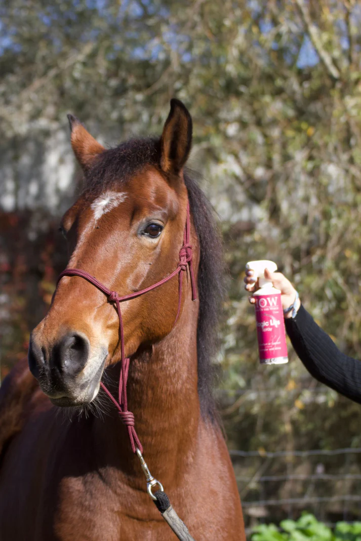 magic liss magic liss